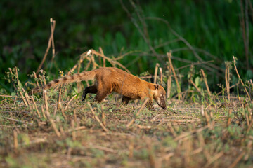The South American coati (Nasua nasua)