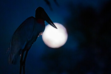 Silhouette of the Jabirustork (Jabiru mycteria) against the moon