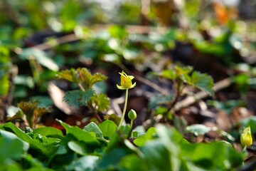 Nature outdoor colorful day