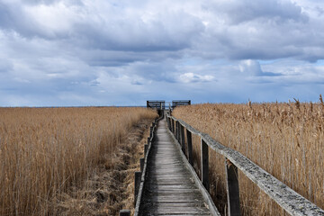 Wooden footbridge leading to a platform in the reeds