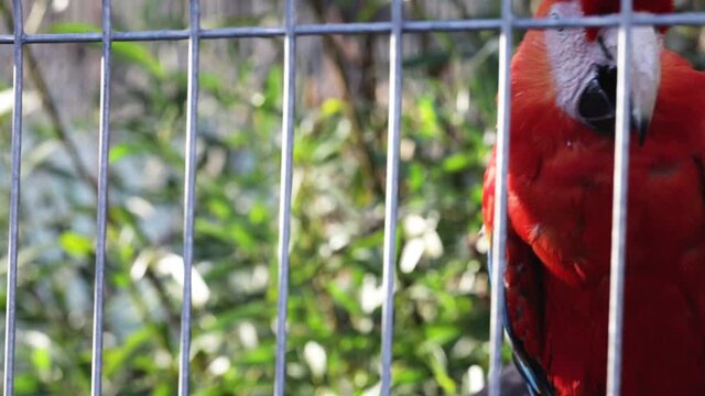 Close-up view of a Macaw parrot (Ara ararauna) in a zoo climbing on a cage grids.  Blurred background and bokeh.