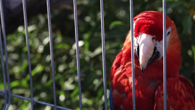 Close-up view of a Macaw parrot (Ara ararauna) in a zoo climbing on a cage grids.  Blurred background and bokeh.