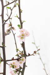 Zweig mit japanischer Zierquittenblüte
