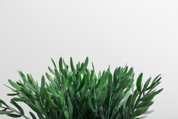 closeup of the leaves of a green plant on a white background, there is space to write above, horizontal photo