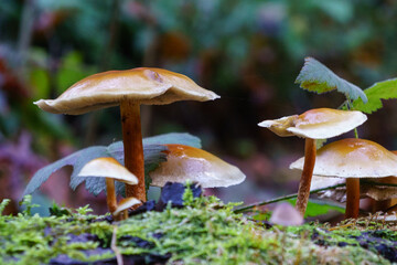 mushrooms in the forest