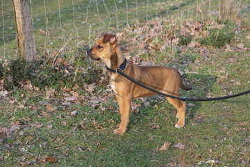 jack russell terrier,hund, cane corso