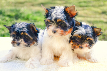 Happy dog,Little  couple of dogs in love together.Cute Yorkshire terrier puppyes stand on wooden box in tree background. Yorkie teacup sit on the table,adorable dog, funny dog portrait in the 