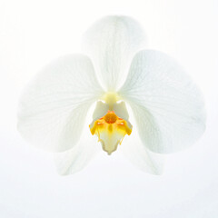 Fototapeta na wymiar White orchid flower Phalaenopsis butterfly on white background