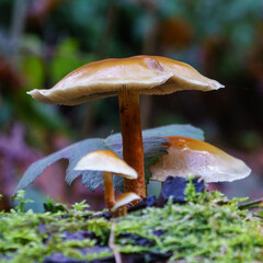 Mushroom in forest