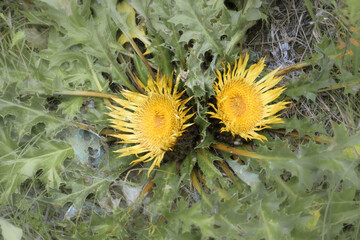 Closeup flower stemless carline thistle, Carlina acaulis