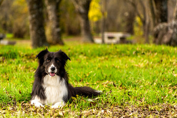 Border collie