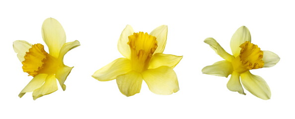 Set spring blooming daffodils, flower (Narcissus) isolated on white background, clipping path