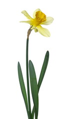 Spring blooming daffodils, flower (Narcissus) isolated on white background, clipping path