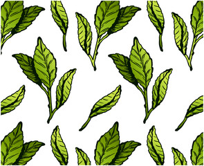 Green tea leaves pattern isolated on white background. Sketch hand drawn wallpaper of matcha tea leaf. Botanical, asian, organic, plant, garden, line art, outline. Vector illustration - 423564425