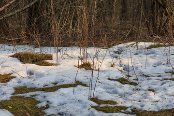 Fototapeta na wymiar snowy glade in the forest in spring