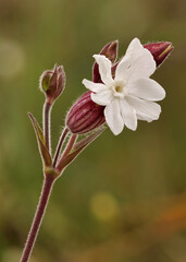 weiße blüten der breitblättrigen lichtnelke, silene latifolia, vor unscharfem hintergrund
