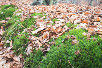 Spacer w lesie ładny krajobraz