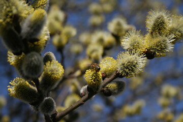 spring trees