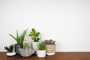 Group of indoor succulent and cactus plants on a shelf. Wood shelf against a white wall.