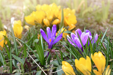pretty violet and yellow crocus blooming in garden