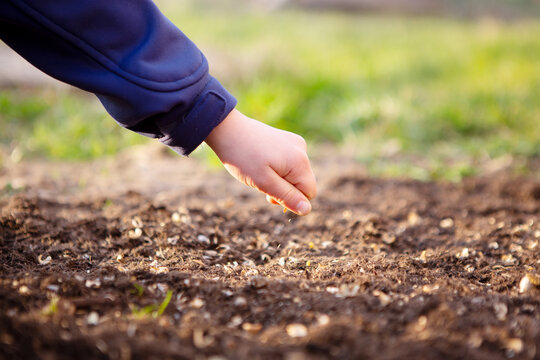 The child sows seeds in the ground