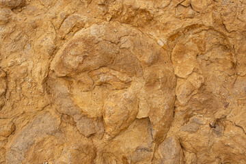 Fossils of ammonites in the Ammonites Wall in Ramon Crater, Israel