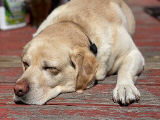 Naklejka na ściany i meble Yellow Labrador retriever napping in the sun on a red deck. 