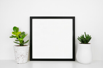 Mock up black square frame with succulent plants. White shelf against a white wall. Copy space.