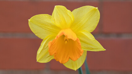 Daffodil in close up against a red brick wall, United Kingdom