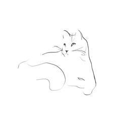 Hand-drawn cat. Illustration in sketch style. Vector