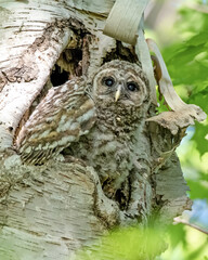 Barred owlet hesitating to leave the high up nest. Its mother was nearby with food, encouraging her baby to take the leap. 