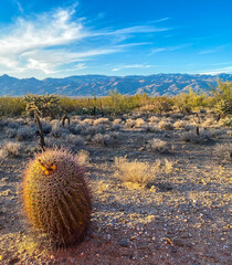 cactus in desert