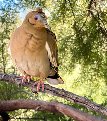 A dove perched on a tree 