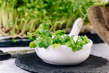 Microgreens.Green leaves of micro salad on a light background close-up. Healthy diet.