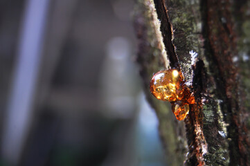 Yellow resin drop (as natural amber) on a bark of a  tree.