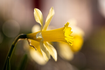 Narzissen im Garten