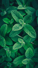hermosas hojas de menta creciendo en la naturaleza. © cristobal