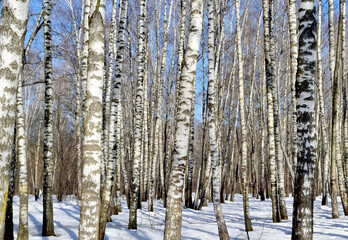 birch grove in early spring on a clear day