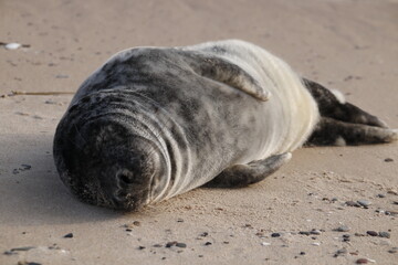 seal sleeping on the beach