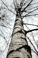 Fototapeta premium It's the most beautiful tree you've ever seen