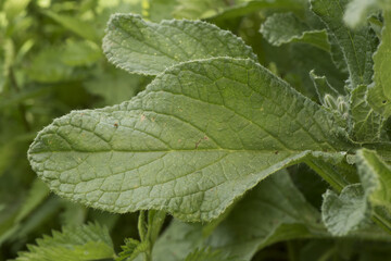 Borago officinalis borage green leaves with hairy deep blue flowers with purple stamens approximation and details