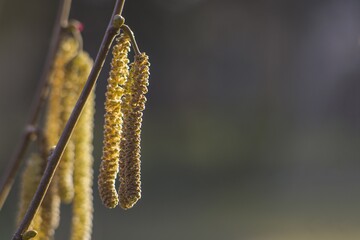 hazel blooming spring