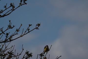 Isolated Great Tit while moving on the branches.