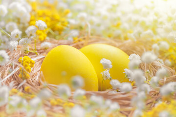yellow Easter eggs among white and yellow flowers. plaster and mimosa.