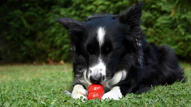 A wonderful border collie puppy eats and plays with his kong in the garden