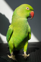 Naklejka premium Green parrot ( Indian Ringneck girl ) sitting on the table in sunlight.