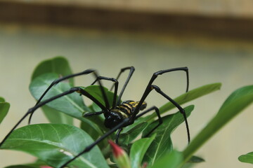 spider on a web