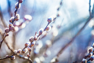 Pussy willow branches with catkins, soft fluffy spring buds in sunlight. Early spring Easter background. Text space. Traditional decoration for Palm Sunday in Europe. © sunday_morning