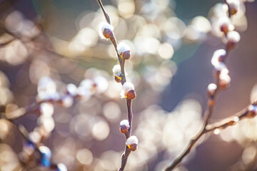 Pussy willow branches with catkins, soft fluffy spring buds in sunlight. Early spring Easter background. Text space. Traditional decoration for Palm Sunday in Europe.