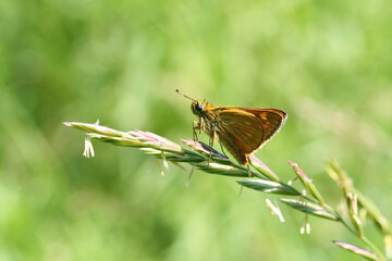 A small yellow-brown butterfly Fathead Lesnaya sits on a blade of grass. Selective focus, blurred background. Summer, bright sunny day.